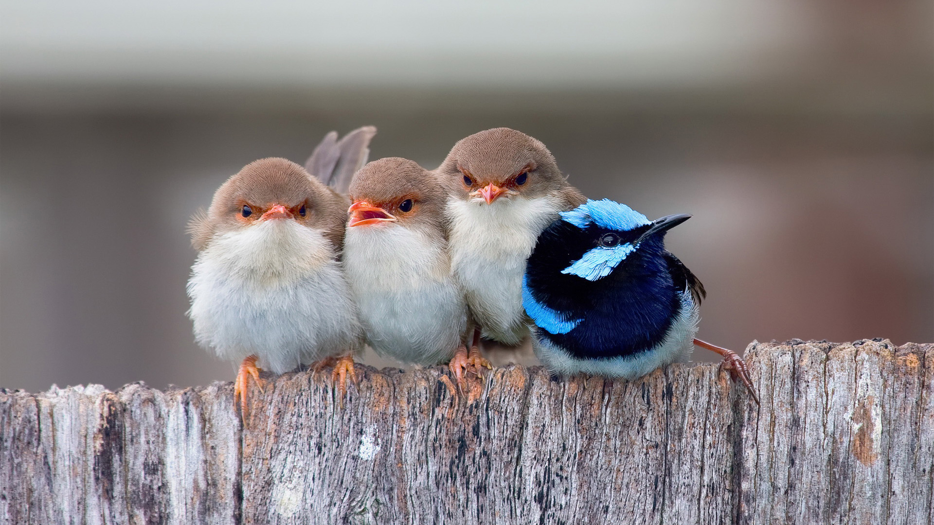 萌宠动物,小鸟天地,蓝鸟,三只小鸟