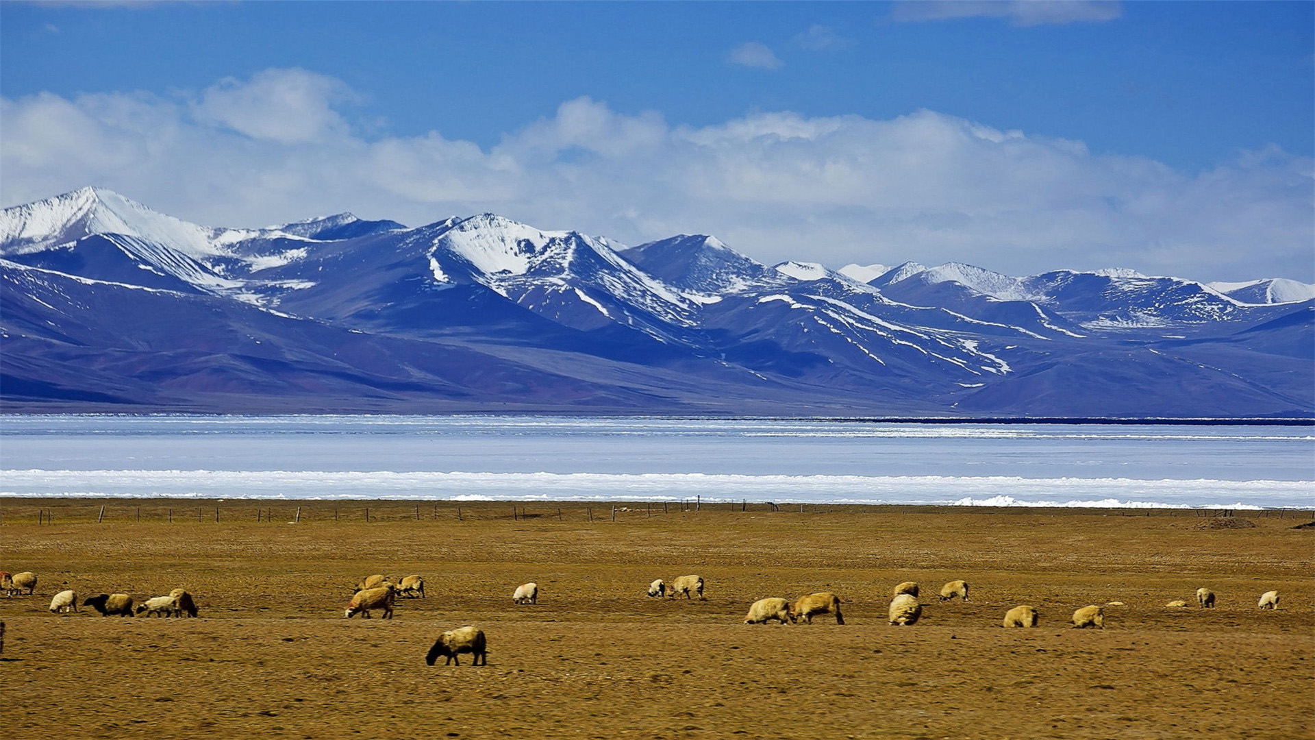 自然风光图片_西藏壁纸下载_雪山高清大图_牦牛高清壁纸图片