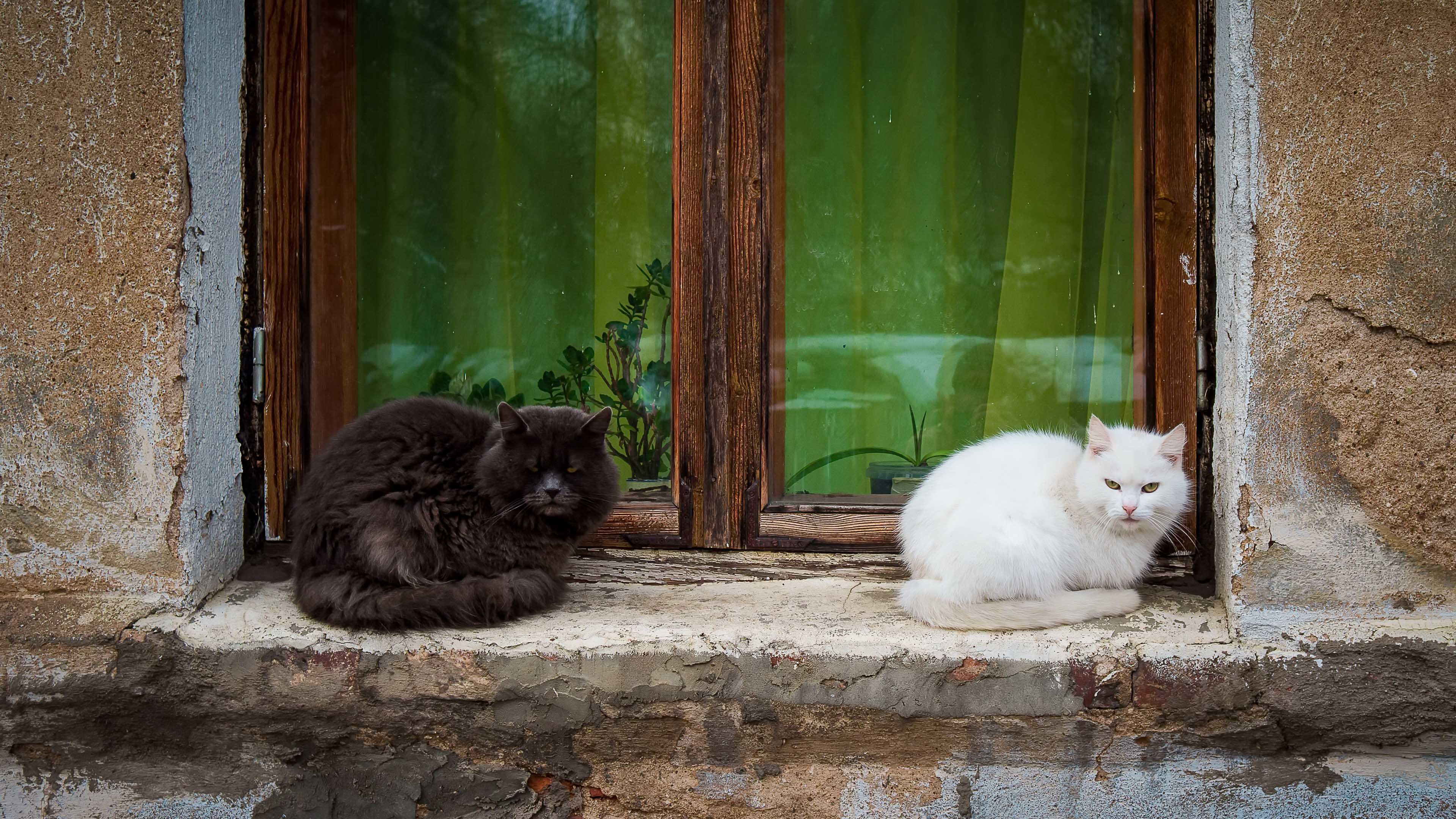 黑猫和白猫 我爱图片网
