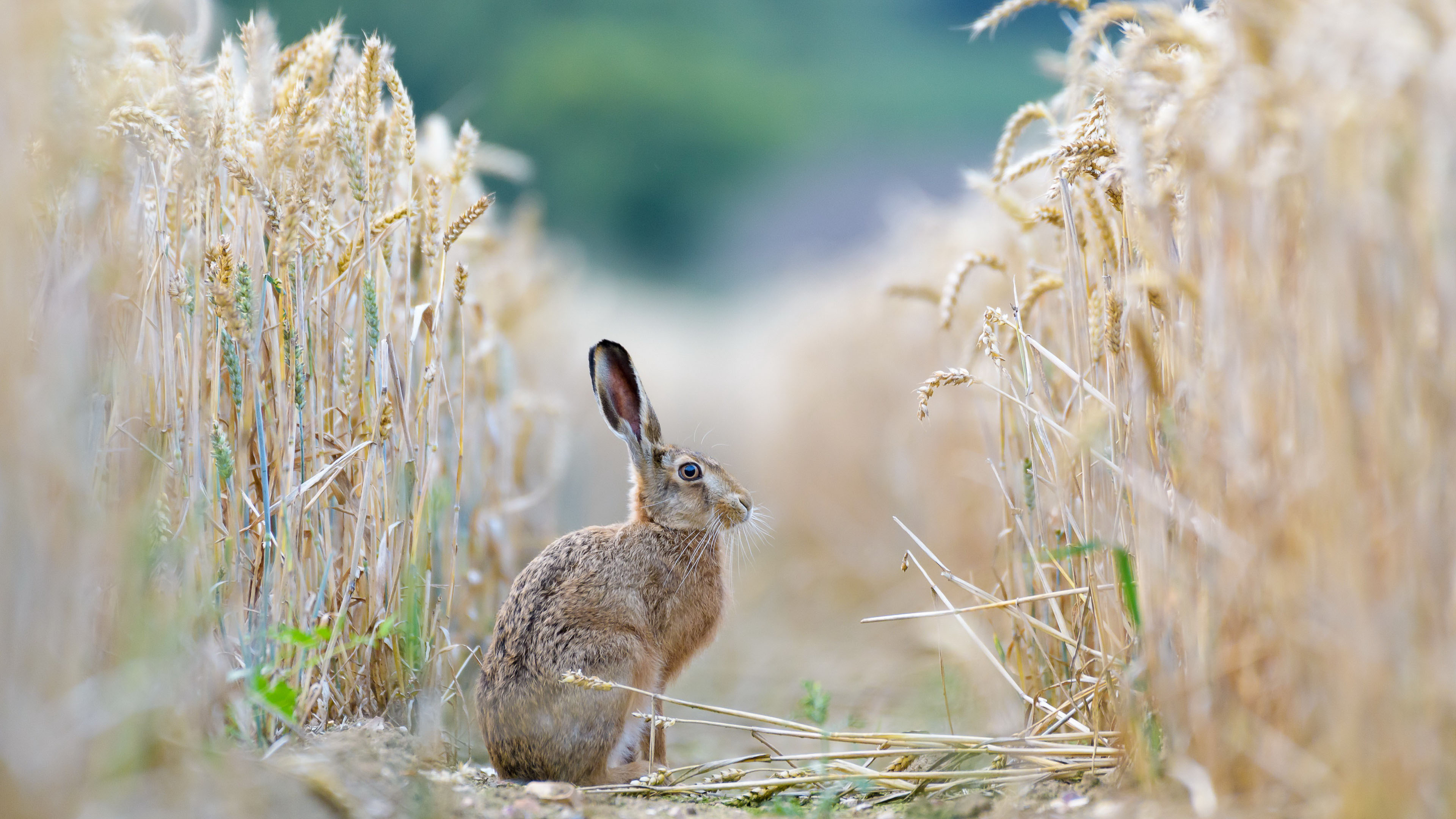 野生动物图片_兔子壁纸下载_麦田高清图片壁纸