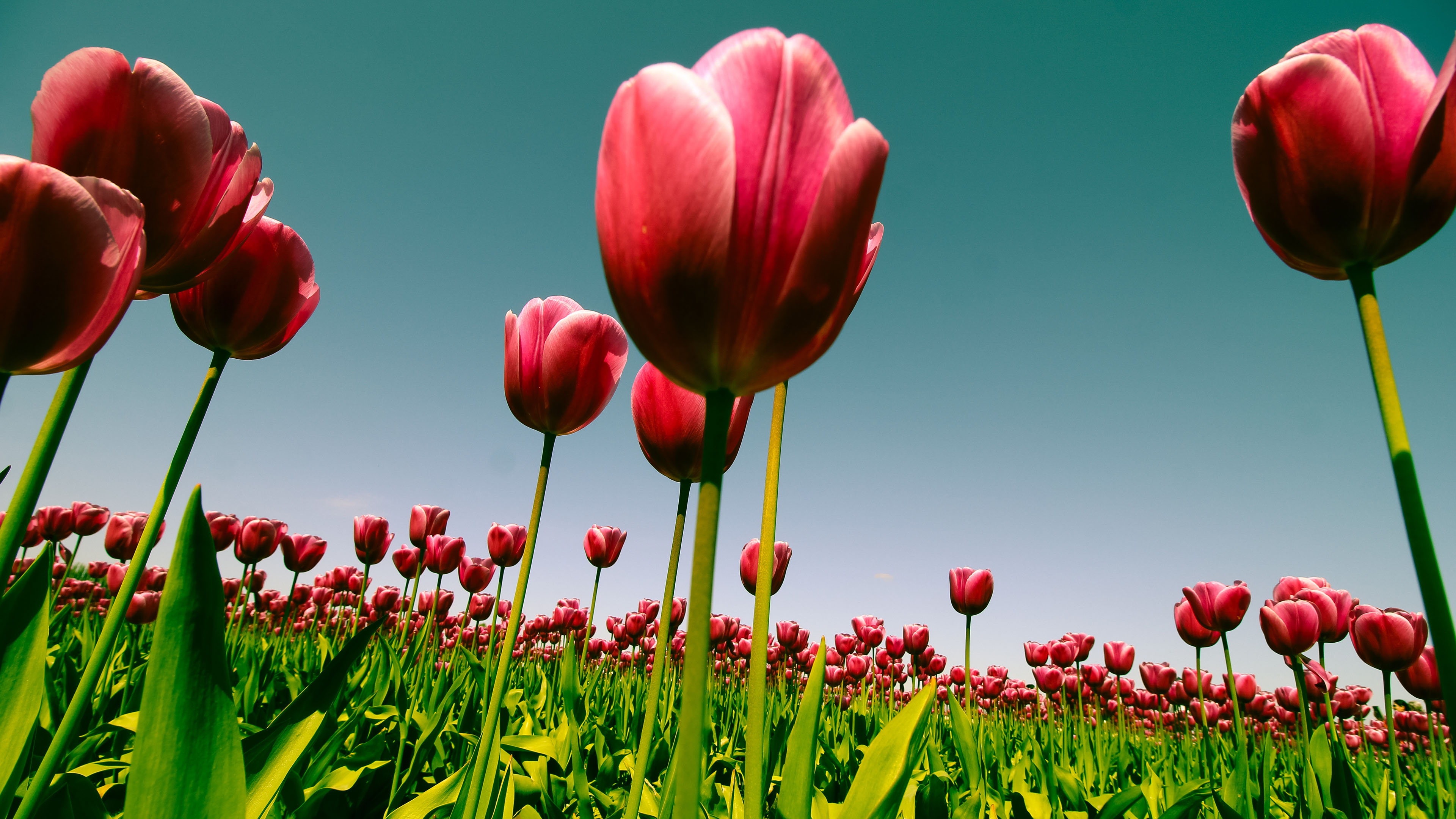 小清新,娇艳欲滴,郁金香,花丛