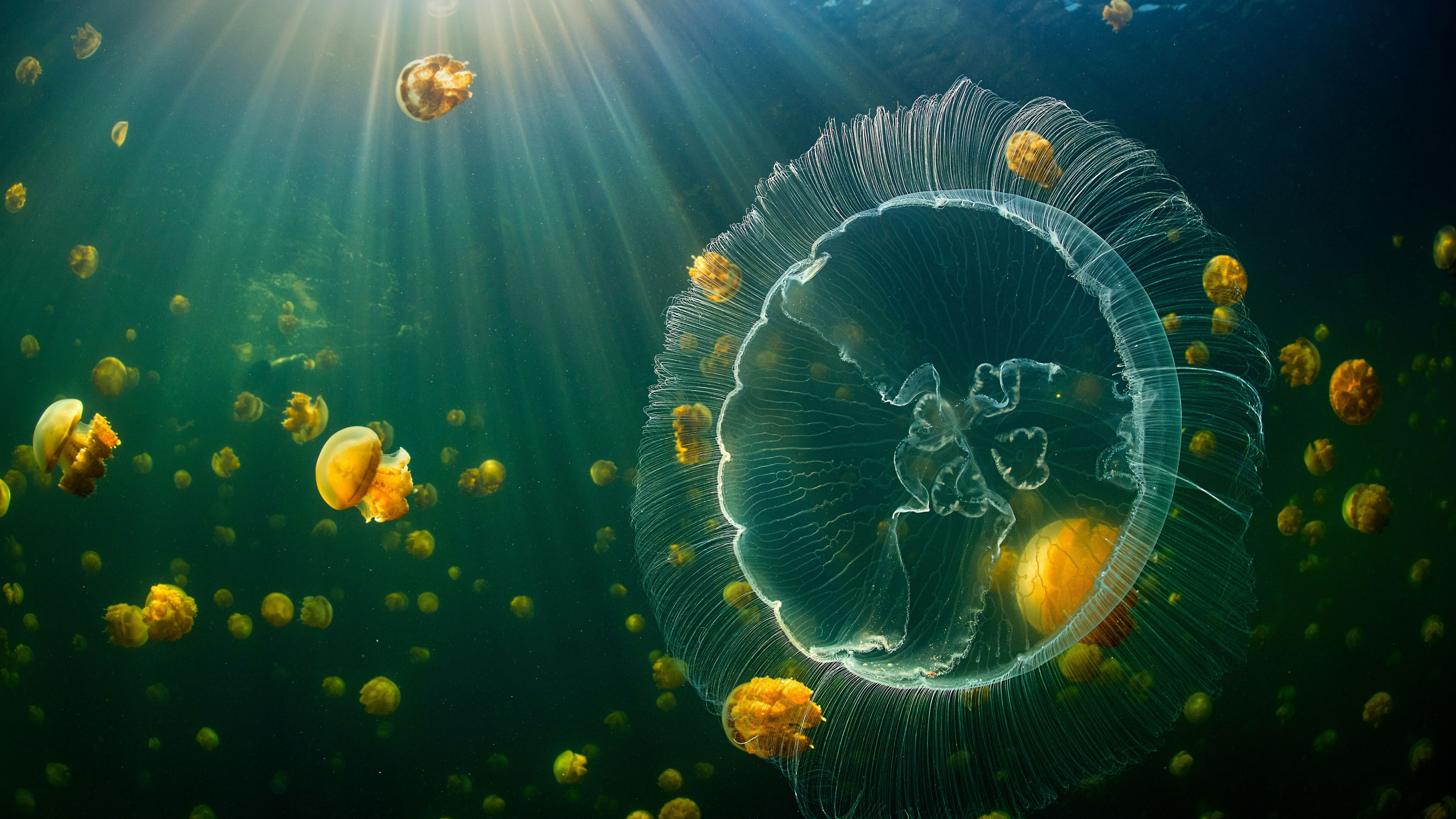 水母图片 深海壁纸下载 神秘高清大图 海底生物高清图片壁纸 我爱图片网