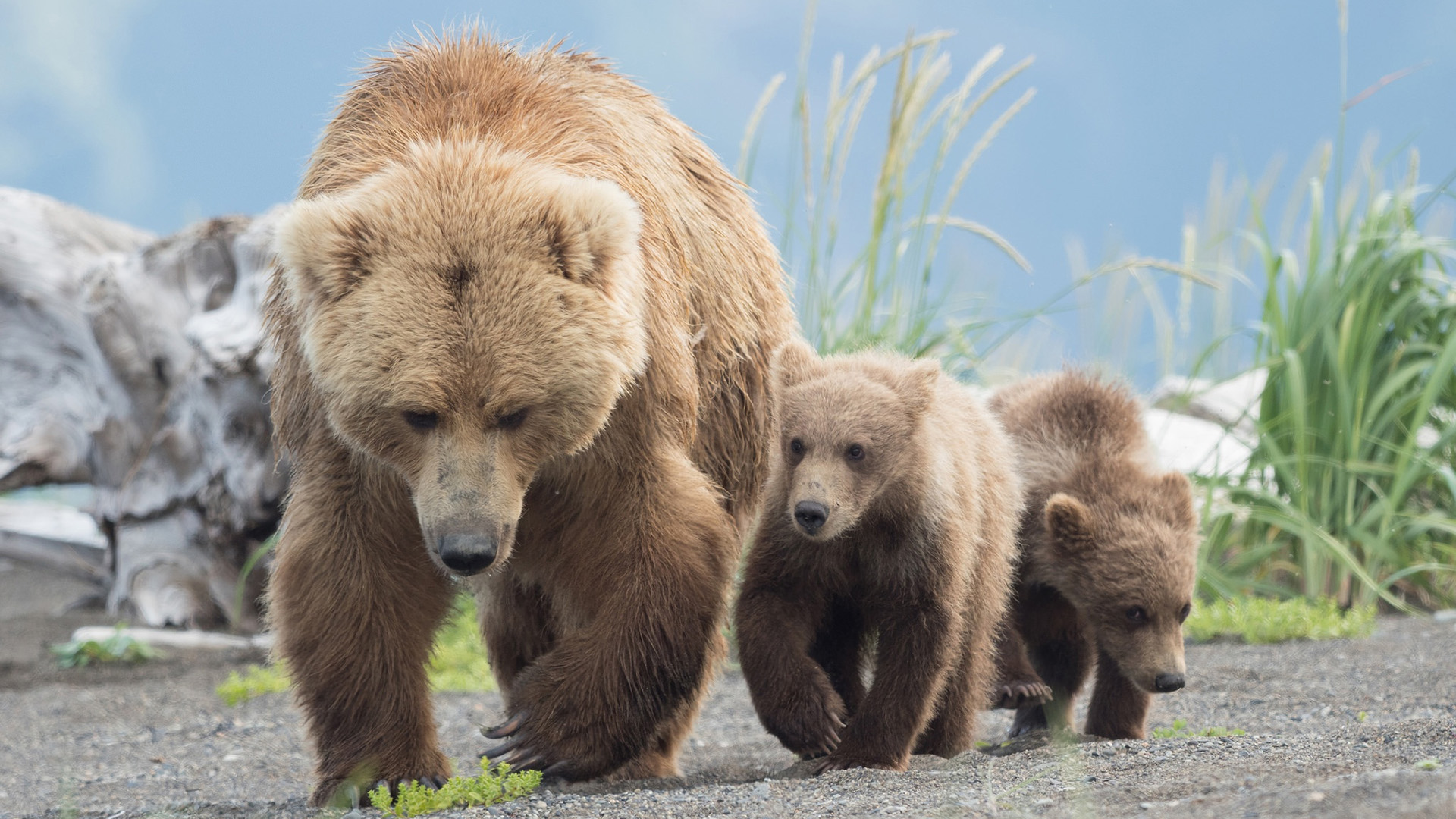 萌宠动物,野生动物,熊妈妈,熊宝宝,灰熊