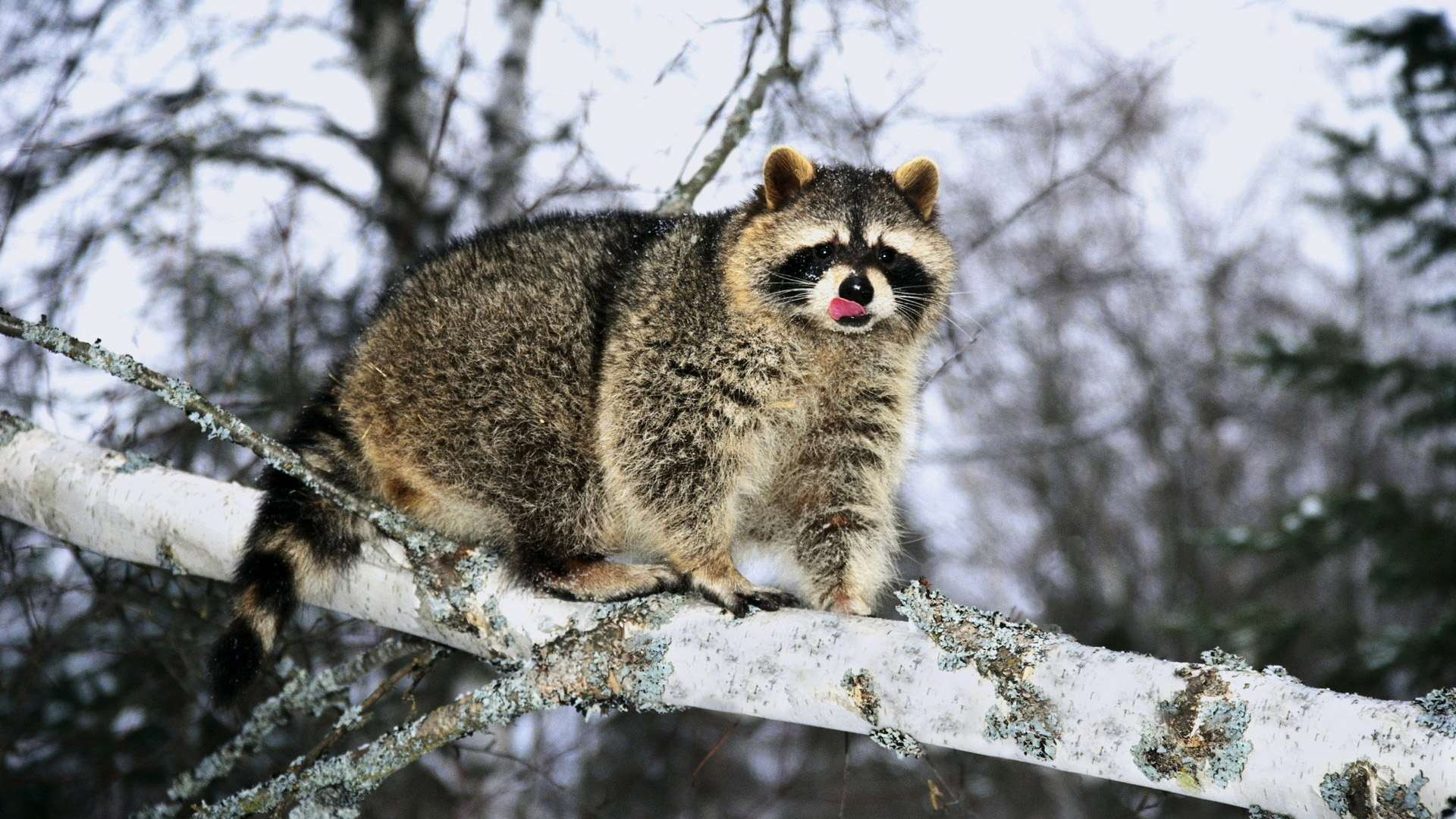 萌宠动物,野生动物,浣熊,雪后