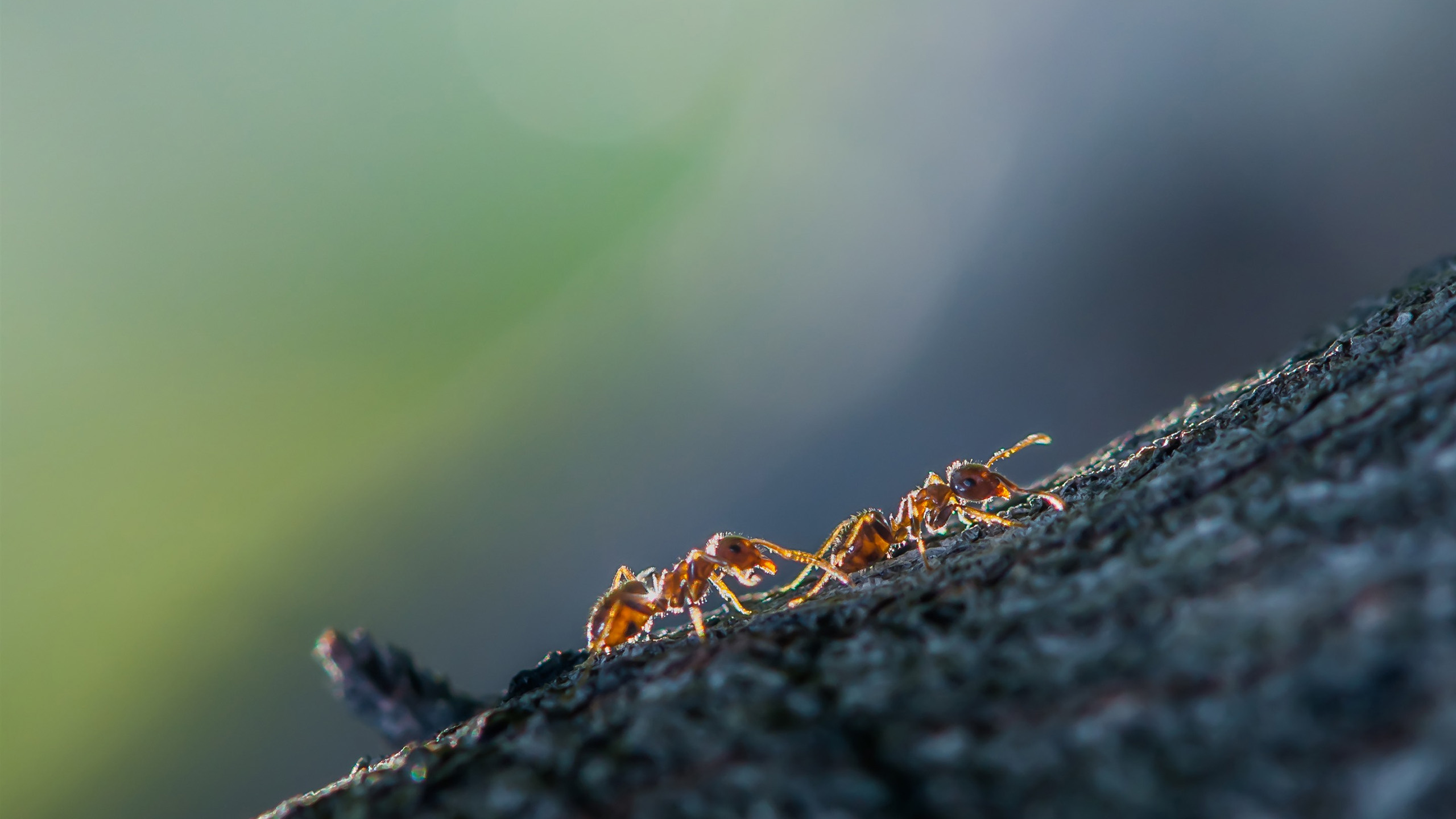 野生动物图片_蚂蚁壁纸下载_树干高清大图_昆虫高清图片壁纸