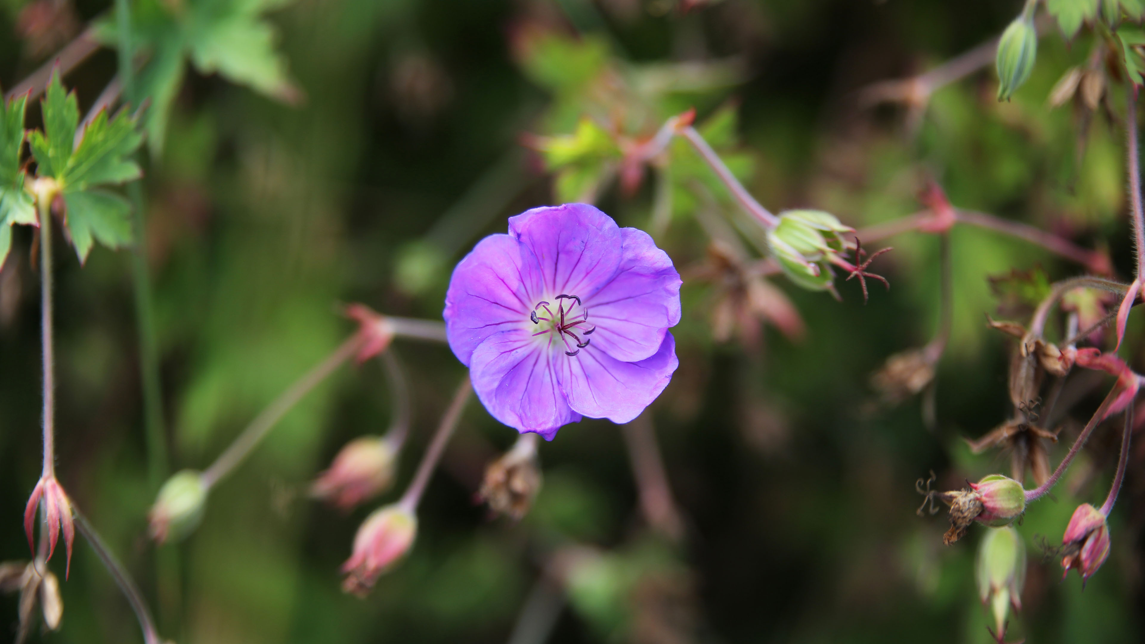 鸟语花香图片 紫色花壁纸下载 花丛高清图片壁纸 我爱图片网